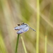 Zenithoptera viola - Photo 由 Julien Renoult 所上傳的 (c) Julien Renoult，保留部份權利CC BY