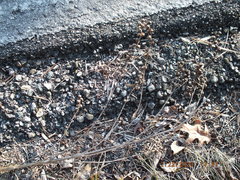 Dasistoma macrophylla