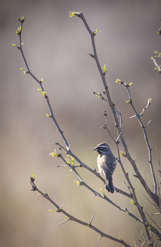 Black-throated Sparrow