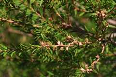 Melaleuca preissiana