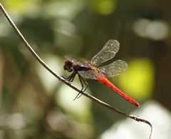 Orthemis biolleyi