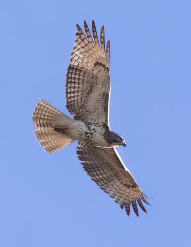 Red-tailed Hawk