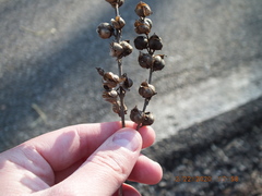 Dasistoma macrophylla