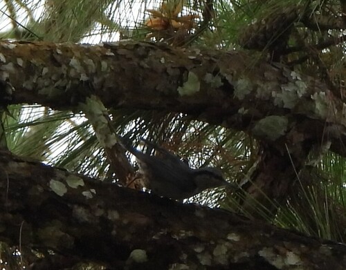 Chestnut-vented Nuthatch (Sitta nagaensis), photo 4