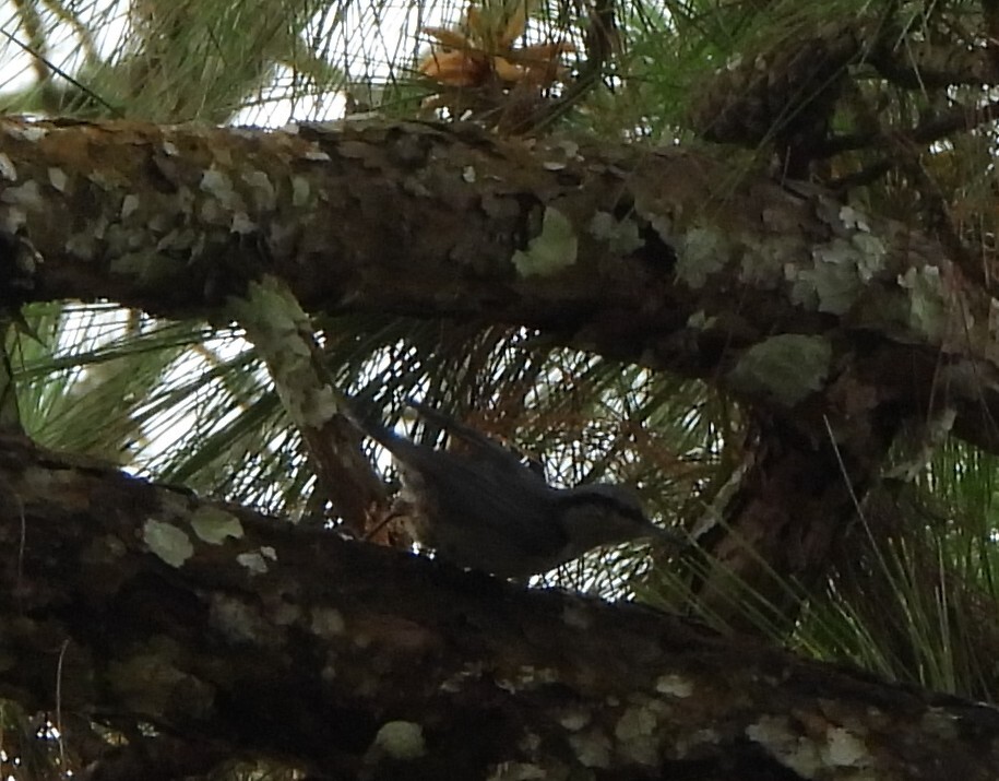 Chestnut-vented Nuthatch (Sitta nagaensis), photo 8