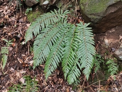 Polystichum polyblepharum