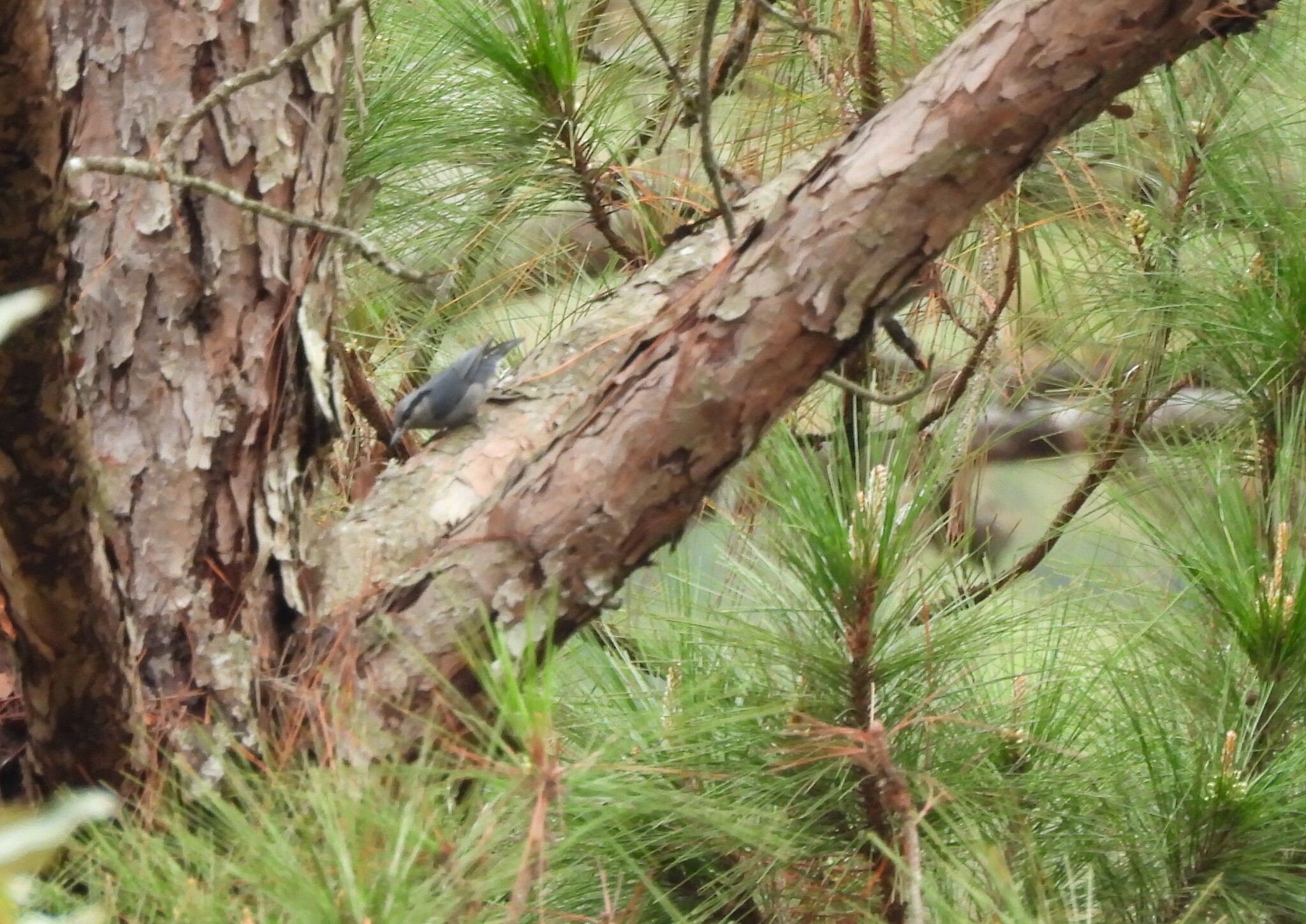 Chestnut-vented Nuthatch (Sitta nagaensis), photo 10