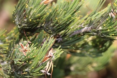 Adenanthos cygnorum