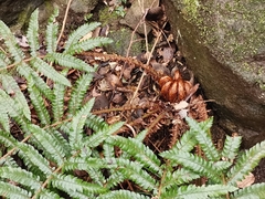 Polystichum polyblepharum