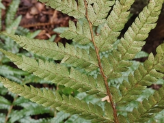 Polystichum polyblepharum