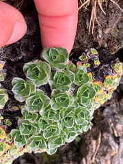 (c) Cara-Lisa Schloots, some rights reserved (CC BY) Myosotis pulvinaris, photograph (c) Cara-Lisa Schloots, some rights reserved (CC BY)