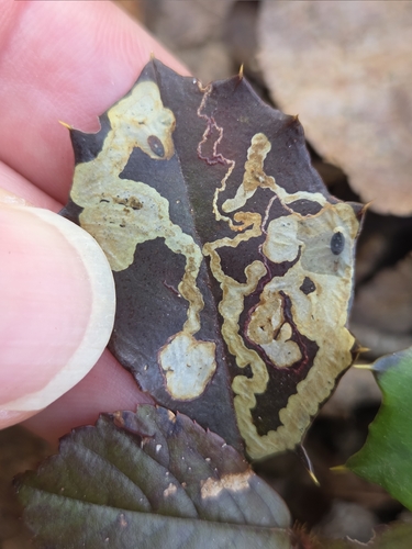Unknown species found near Oldmans Township, NJ, USA