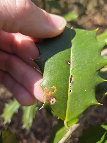 Unknown species found near Oldmans Township, NJ, USA