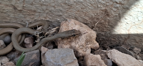 Forskal Sand Snake