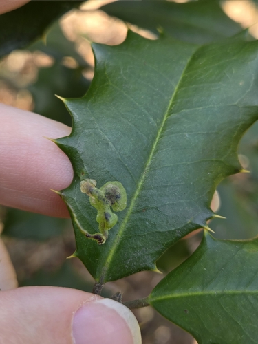 Unknown species found near Oldmans Township, NJ, USA