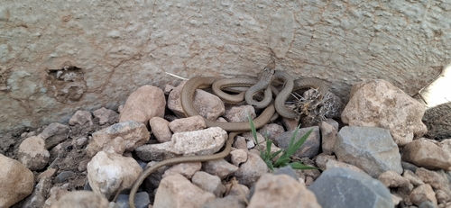Forskal Sand Snake