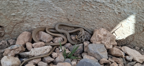 Forskal Sand Snake