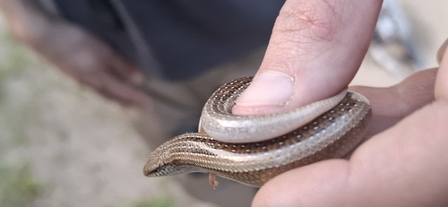 Morocco Cylindrical Skink, Chalcides mionecton