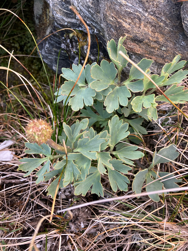 Ranunculus buchananii