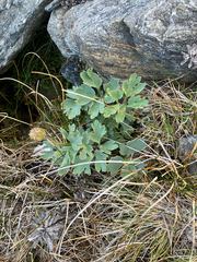 (c) Cara-Lisa Schloots, some rights reserved (CC BY) Ranunculus buchananii, photograph (c) Cara-Lisa Schloots, some rights reserved (CC BY)
