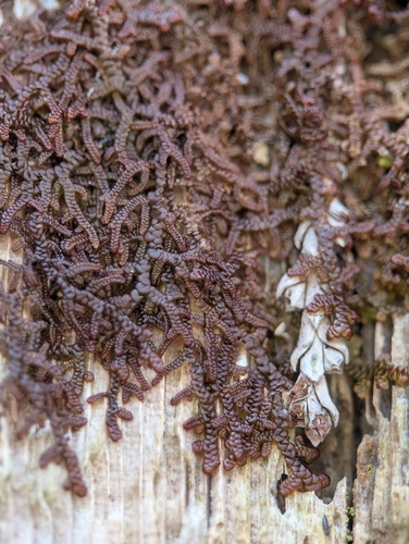 Hanging Millipede Liverwort (Frullania nisquallensis)