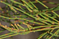 Allocasuarina fraseriana