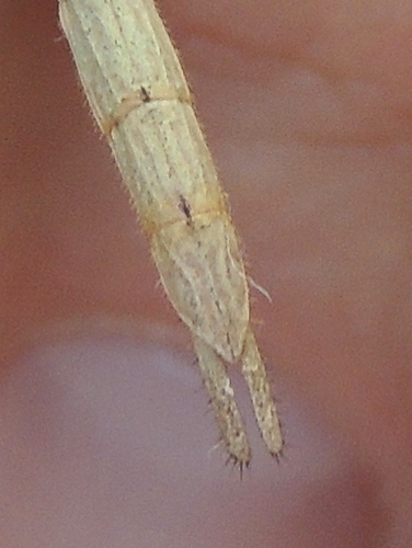 Pinkwing Stick Insect