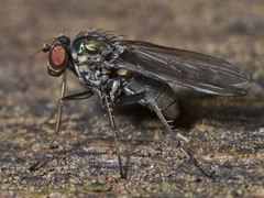 Diaphorus
