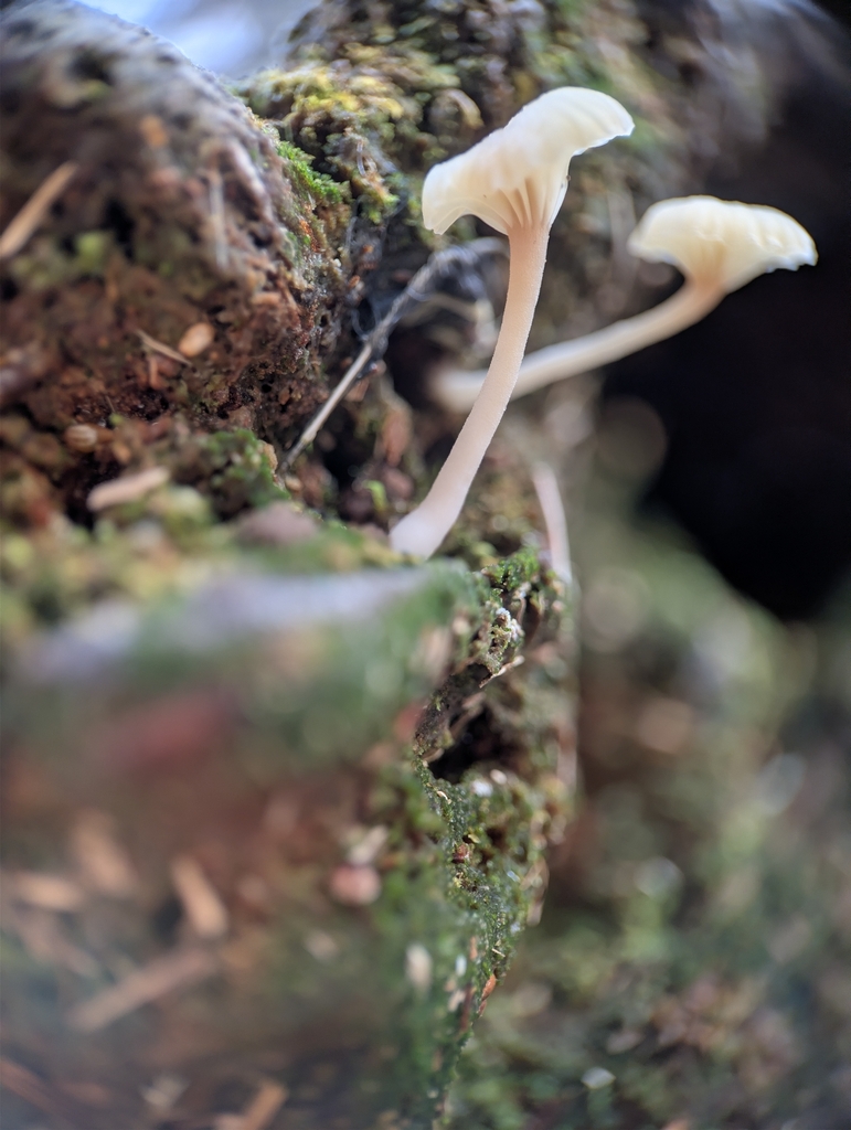 Lichenomphalia ericetorum · March 2026 · photo: © moemeikle (iNaturalist, cc-by)