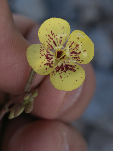 Death Valley suncup (Chylismia munzii)