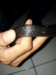 Coelognathus flavolineatus