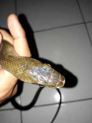 Coelognathus flavolineatus