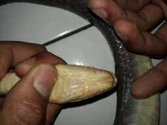 Coelognathus flavolineatus