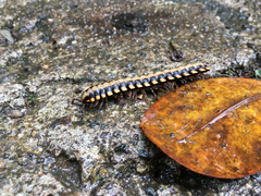 Nyssodesmus python