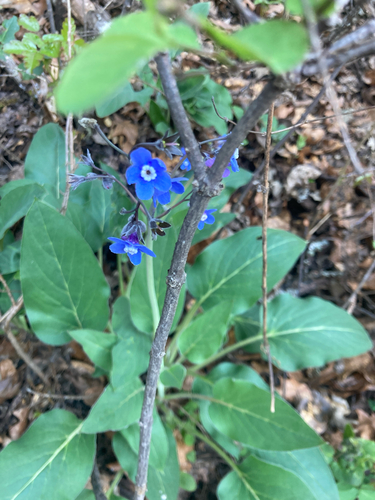 iNaturalist observation photo of Pacific hound's tongue