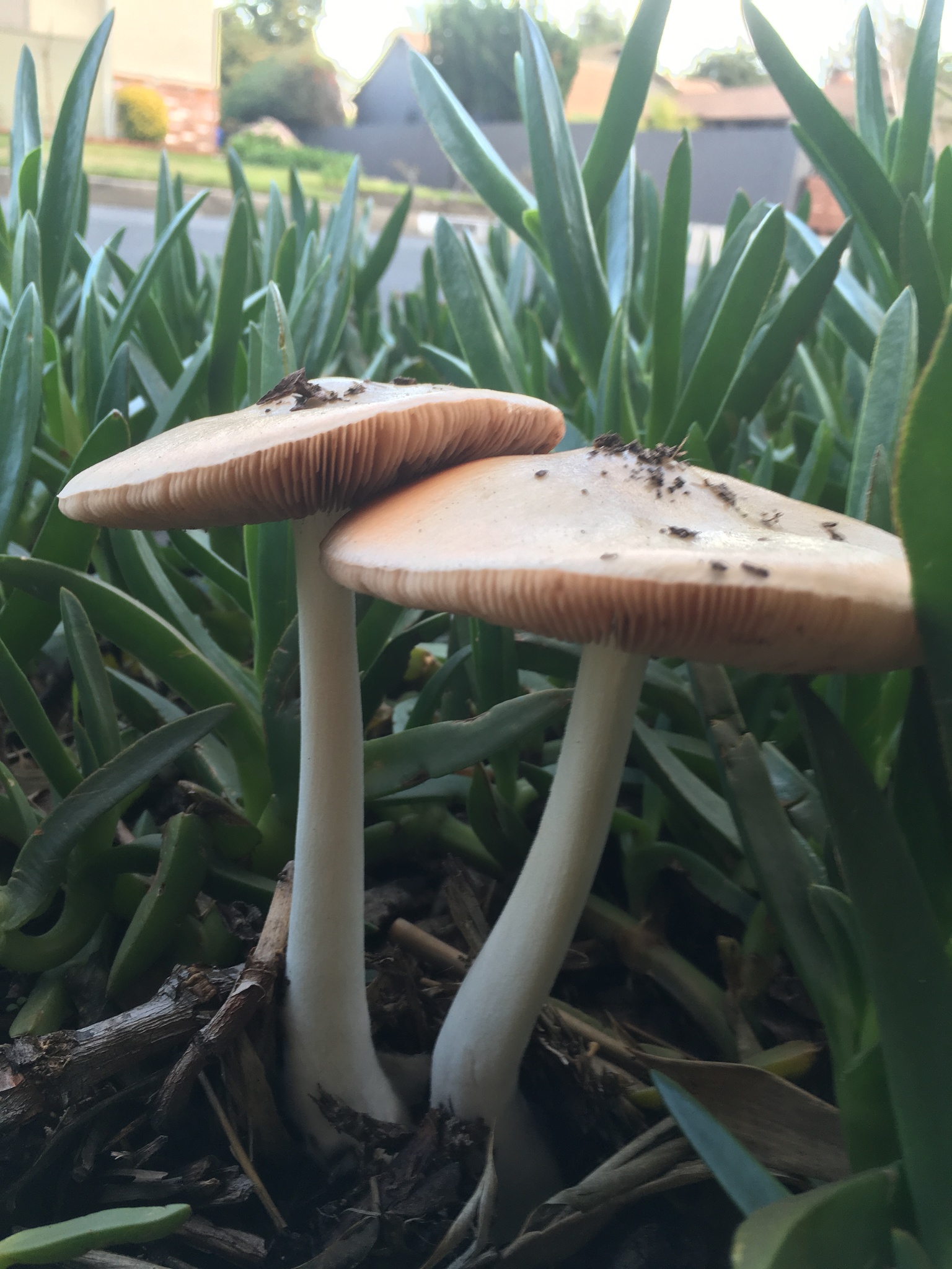 Volvariella gloiocephala image