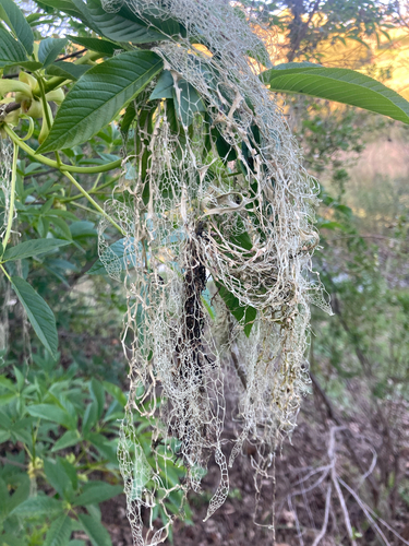 iNaturalist observation photo of lace lichen