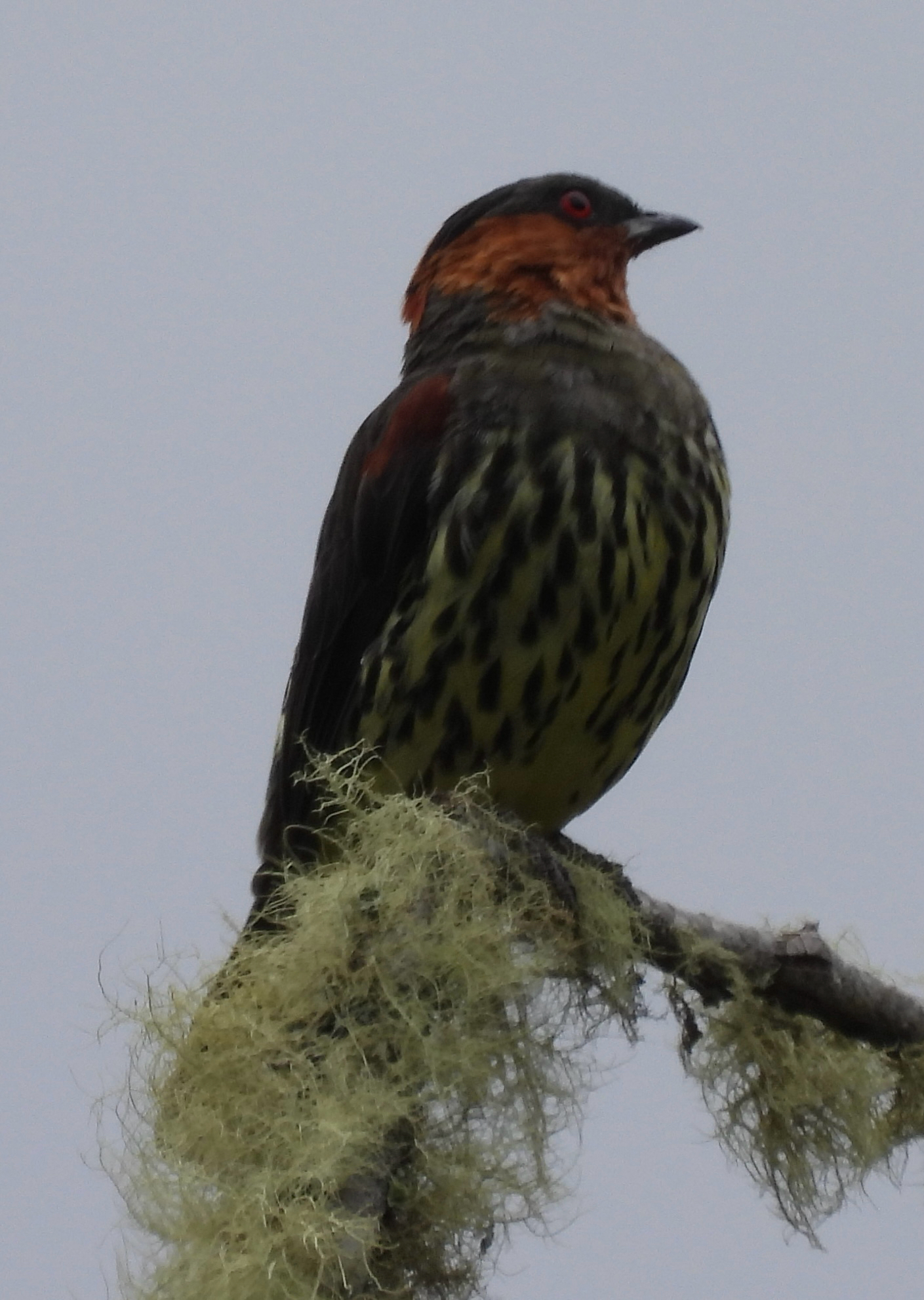 Chestnut-crested Cotinga (Ampelion rufaxilla), photo 1