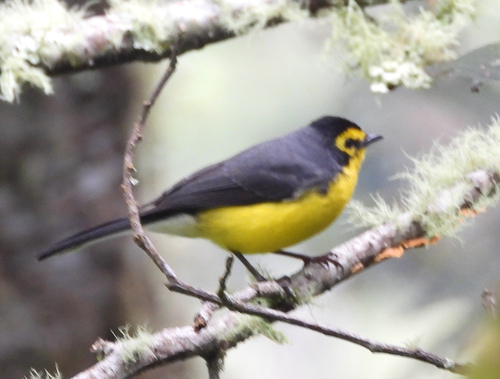 Spectacled Whitestart (Myioborus melanocephalus), photo 2