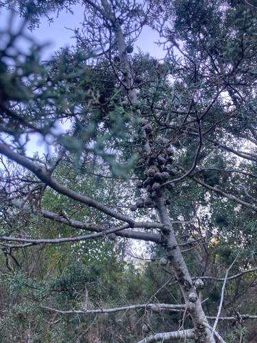 iNaturalist observation photo of western cypresses