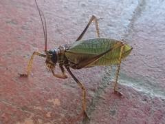 Pterophylla beltrani