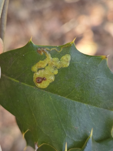Unknown species found near Oldmans Township, NJ, USA