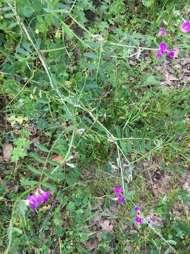 iNaturalist observation photo of Common Vetch