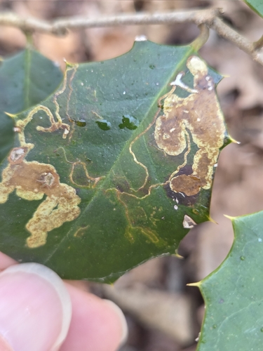 Unknown species found near Oldmans Township, NJ, USA