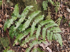 Dryopteris erythrosora