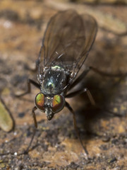Diaphorus