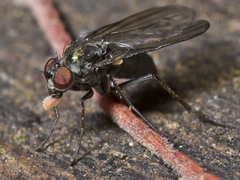 Diaphorus