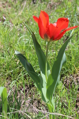 Tulipa ingens