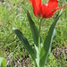 Tulipa - Photo (c) Улугбек Кодиров, some rights reserved (CC BY-NC), uploaded by Улугбек Кодиров