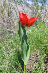 Tulipa ingens